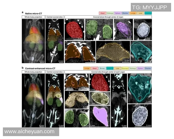 星空娱乐实时数据管道助力精准决策与智能分析的创新之路 星空娱乐实时数据管道助力精准决策与智能分析的创新之路